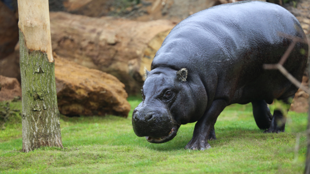 ZSL London Zoo, Regent's Park - London Begins at 40